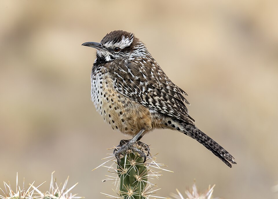 Cactus Wren, the state bird of Arizona